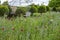 Wild flower meadow at Bourton House and gardens, Moreton-in-Marsh