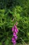 Wild flower meadow of Foxgloves