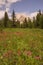 Wild Flower Meadow and Gusty Peak