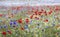 Wild flower meadow, Heartwood Forest, Sandridge, St Albans, Hertfordshire