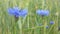 Wild flower, meadow or land, cornflowers and rye