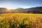 Wild flower meadow in mountain at sunrise