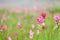 Wild flower meadow of pink and purple Siam Tulip, curcuma sessilis, in the forest grassland with thick fog inside Sai Thong Park