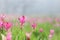 Wild flower meadow of pink and purple Siam Tulip, curcuma sessilis, in the forest grassland with thick fog inside Sai Thong Park