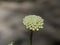 Wild flower on the Mediterranean coast