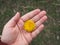 Wild flower in the palm of your hand. dandelion in the palm of your hand on a background of green grass