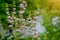 Wild flower pink. Shallow depth of field. Toning