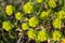 Wild flower plant in nature latin name: Euphorbia helioscopia