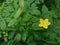 Wild flower and plants behind home