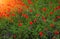 Wild flower poppy on the field with grasses at sunset