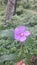   A wild flower . Purplish and yellow flower . Leaves are wide.