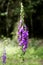 Wild flower Purpurea digitalis Plantaginaceae family macro background high quality