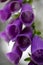 Wild flower Purpurea digitalis Plantaginaceae family macro background high quality