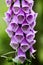 Wild flower Purpurea digitalis Plantaginaceae family macro background high quality