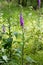 Wild flower Purpurea digitalis Plantaginaceae family macro background high quality