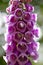 Wild flower Purpurea digitalis Plantaginaceae family macro background high quality