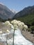 A wild flower with river and snowcapped mountains in background