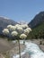 A wild flower with river and snowcapped mountains in background