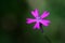 Wild flower Royal Catchfly