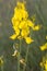 Wild flower, scientific name Spartium junceum