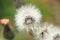 Wild flower seed heads ready to blow away on the wind