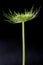 Wild flower seedpod head