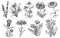 Wild flower sketch set isolated on white backdrop