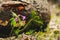 Wild flower in spring with decaying wood in the background