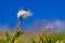 Wild flower in summer with blue sky in windy weather