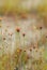 Wild flower Utricularia bifida