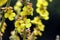 Wild flower Verbascum thapsus mullein plant with yellow flowers