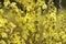 Wild flower Verbascum thapsus mullein plant with yellow flowers