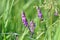 Wild flower Vicia villosa