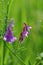 Wild flower Vicia villosa