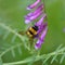 Wild flower Vicia villosa with bumble-bee