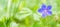 Wild flower woodland geranium sylvaticum in the forest. Closeup of a blue flower grows in green grass. Spring or summer blurred