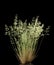 Wild flowering grass Poa annua