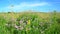 Wild flowering meadow in central strip of Russia