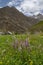 Wild flowering near Matayen Village post Zojila Pass, Jammu and Kashmir, India