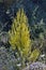 Wild flowering plant with yellow flowers of the Mediterranean flora