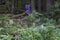 Wild flowers of Aconitum sp. in the natural environment of growth.