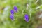 Wild flowers of Aconitum sp. in the natural environment of growth.