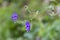 Wild flowers of Aconitum sp. in the natural environment of growth.