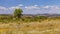 Wild Flowers in the Alentejo Countryside, Portugal.