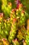 Wild flowers, alpine plant on high mountain