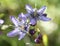 Wild flowers of the Altai Mountains. Macro photo of a beautiful flower on a green background. Wild wildflowers of mountain Altai,