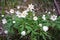 Wild flowers anemone nemorosa