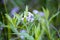 Wild flowers in argentine pampas