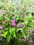 Wild flowers backyard yard flower grass lawn weeds closeup plants spring blooms