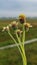 Wild flowers bloom with beautiful natural views in the morning